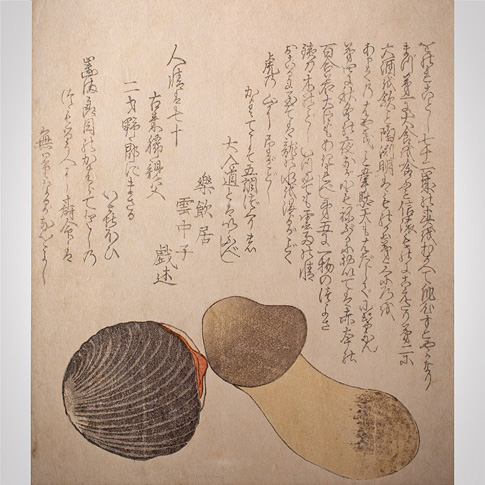 Pine mushroom and red clam shell, Shunga, surimono, Japan, early 19th century
